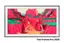 Samsung 75" LS03FW Mini LED (2025)