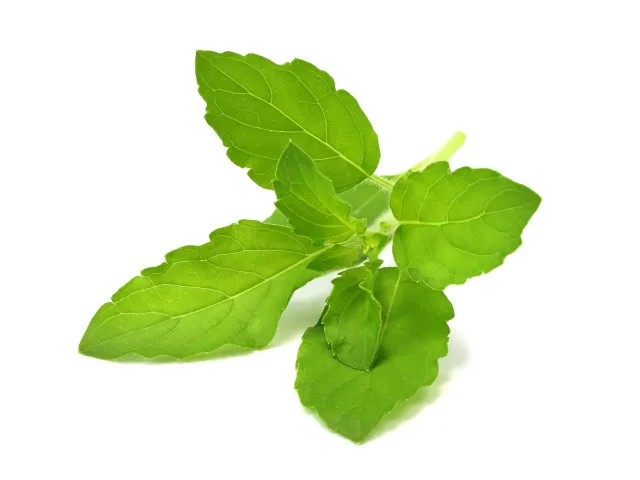 Click and Grow Smart Garden Refill 3-pack - Holy Basil